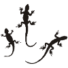 Lizards