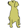 Labrador / Guide Dog