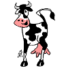 Vache