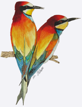 Bienenfresser Vögel Paradiesvogel