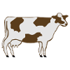 Dairy Cow