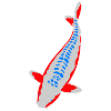 Koi - Nishikigoi