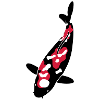 Koi - Nishikigoi
