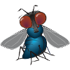 fliege