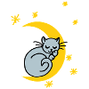 Mondkatze