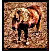 Shetland pony