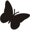 schmetterling