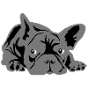 french bulldog 2 colors