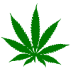 Cannabis - Hanf