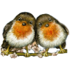 two robins