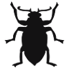 Käfer