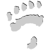 Polar Bear Paw