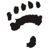 Paw