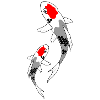 Koi red