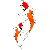 Koi orange