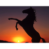 chevaux sur coucherdu soleil
