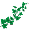 Efeu / Ivy