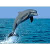 DAUPHIN