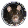 Ratte im Rohr vorn