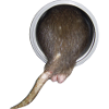 Ratte im Rohr hinter