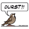 Durstiger Spatz