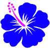 hibiscus - hawaii