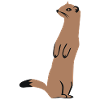 Weasel - Ermine