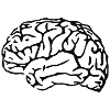 brain