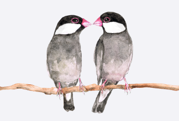 Twee kussende rijstvogels