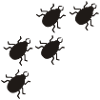 Käfer