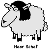 haar_schaf