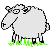 Schaf
