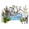 Chevaux camarguais