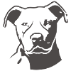 pitbull_head_front