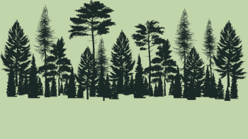 T-shirt Forêt Mystique : Le Chemin Intérieur