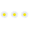 Flower, flowers, rose