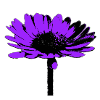 Blume