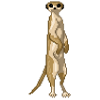 Suricate
