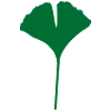 ginkgo - gingko