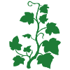 Efeu_blumen