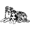 Australian Shepherd