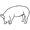 pig