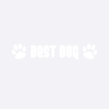 Best Dog - bandana pour chien parfait