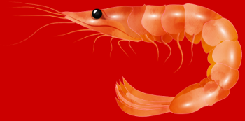 Crevette Rose Scampi Style Croquis