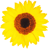 Sonnenblume