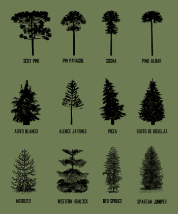 Arbre Majestueux de la Forêt