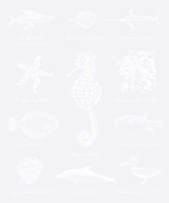 Fische Seestern Delfin Seepferdchen Krake Oktopus