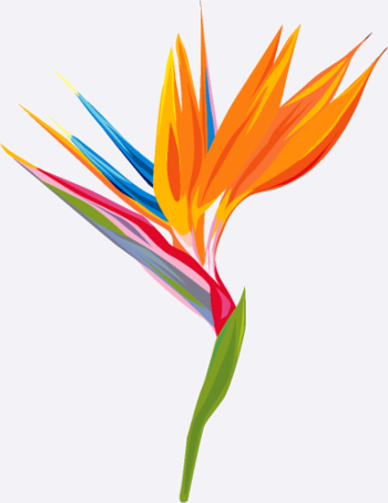 Exotische Tropische Paradiesvogel Blume Strelitzia