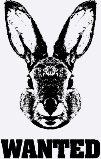 Hase Gesucht / Parodie