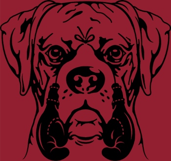 Jeune Boxer, Chien Combattant